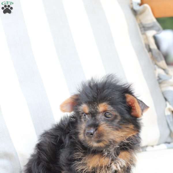 Moly, Yorkie Puppy