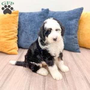 Edmond, Mini Sheepadoodle Puppy
