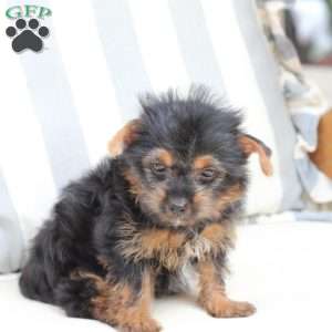 Moly, Yorkie Puppy