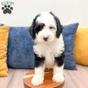 Edmond, Mini Sheepadoodle Puppy