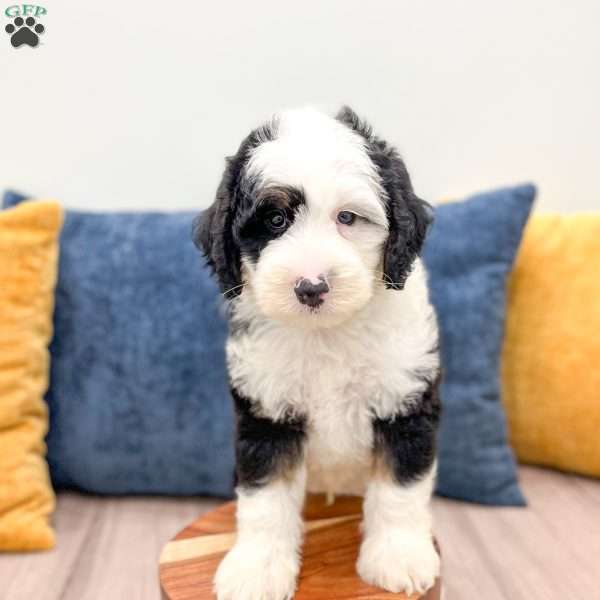 Edmond, Mini Sheepadoodle Puppy