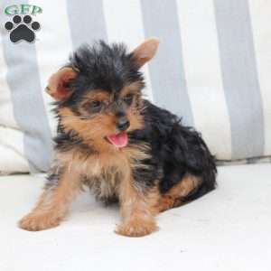 Izzy, Yorkie Puppy