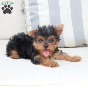 Izzy, Yorkie Puppy