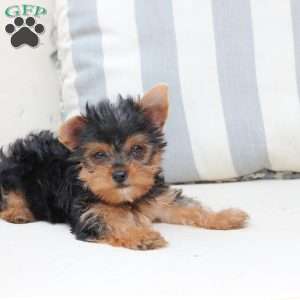 Izzy, Yorkie Puppy