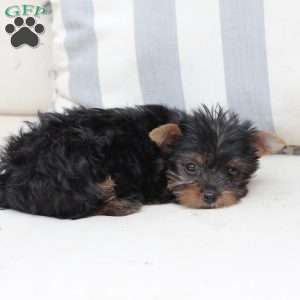 Sophie, Yorkie Puppy