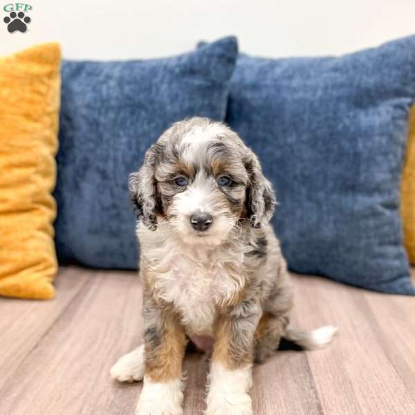 Elvis, Mini Sheepadoodle Puppy
