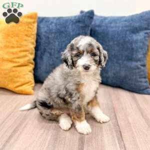 Elvis, Mini Sheepadoodle Puppy