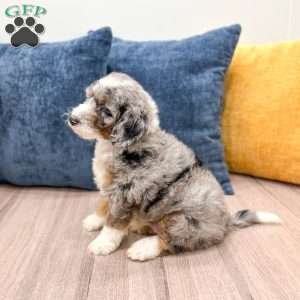 Elvis, Mini Sheepadoodle Puppy
