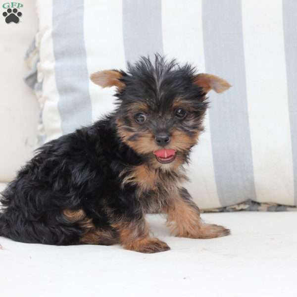 Sophie, Yorkie Puppy