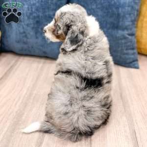 Elvis, Mini Sheepadoodle Puppy