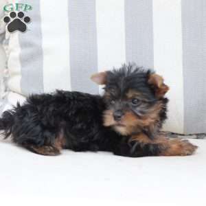 Sophie, Yorkie Puppy