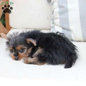 Milo, Yorkie Puppy