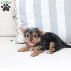 Milo, Yorkie Puppy