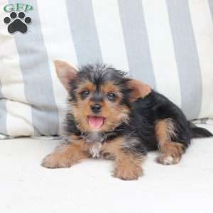 Milo, Yorkie Puppy