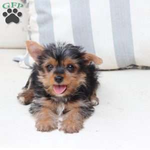Milo, Yorkie Puppy