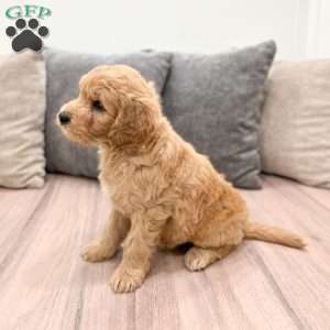 Archie, Mini Goldendoodle Puppy