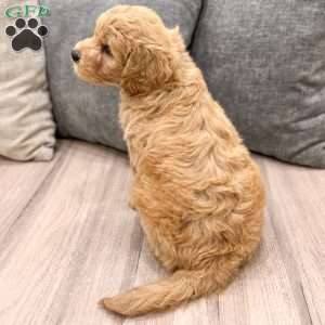 Archie, Mini Goldendoodle Puppy