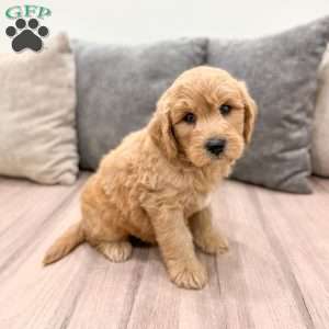 Archie, Mini Goldendoodle Puppy