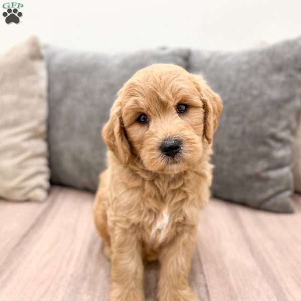 Archie, Mini Goldendoodle Puppy