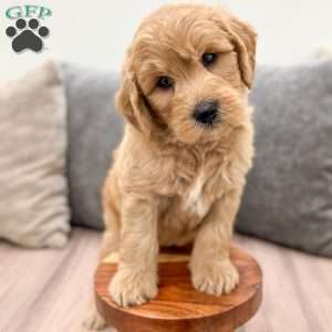 Archie, Mini Goldendoodle Puppy