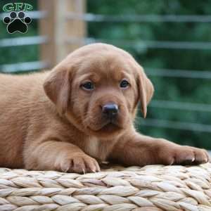 Fiona, Fox Red Labrador Retriever Puppy