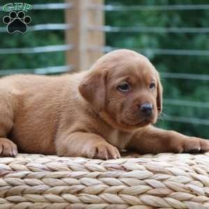 Fiona, Fox Red Labrador Retriever Puppy