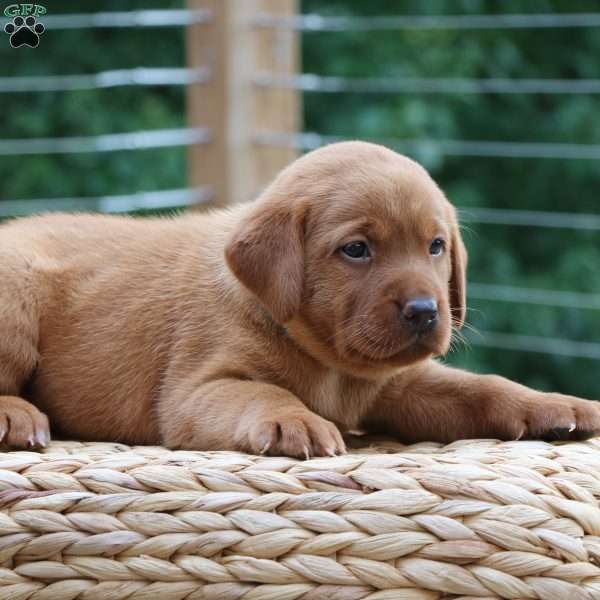 Fiona, Fox Red Labrador Retriever Puppy