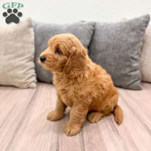 Ace, Mini Goldendoodle Puppy