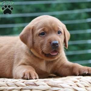 Fiona, Fox Red Labrador Retriever Puppy