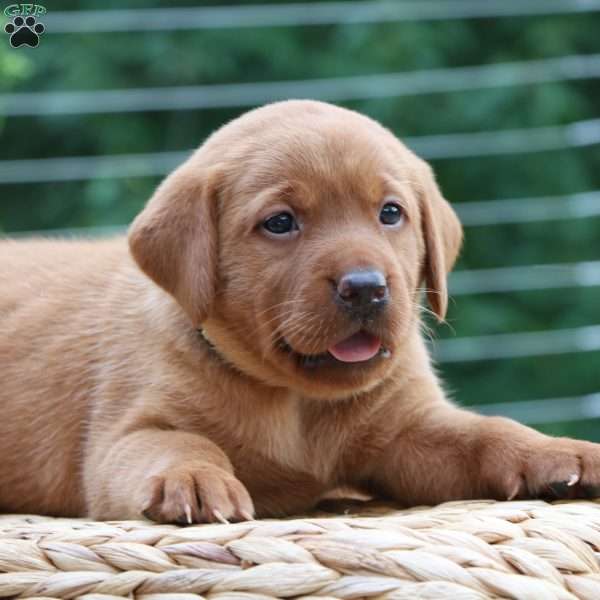 Fiona, Fox Red Labrador Retriever Puppy