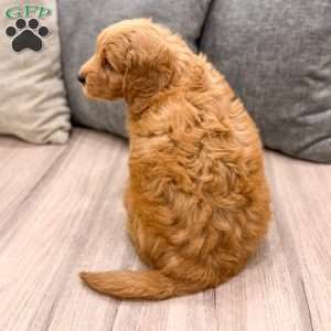 Ace, Mini Goldendoodle Puppy