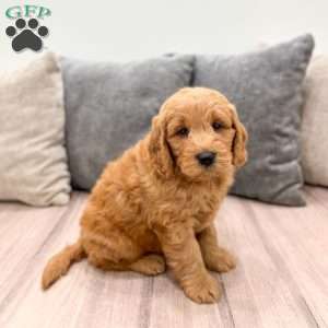 Ace, Mini Goldendoodle Puppy