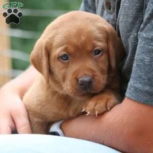 Fiona, Fox Red Labrador Retriever Puppy