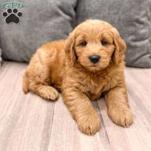 Ace, Mini Goldendoodle Puppy