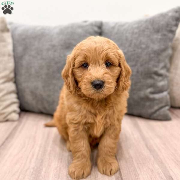 Ace, Mini Goldendoodle Puppy