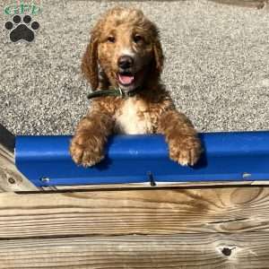 Mr. Red, Goldendoodle Puppy