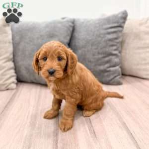 Ginger, Mini Goldendoodle Puppy