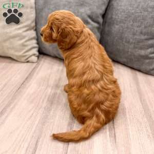 Ginger, Mini Goldendoodle Puppy