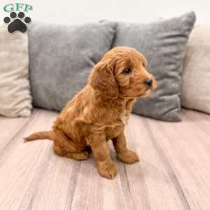 Ginger, Mini Goldendoodle Puppy
