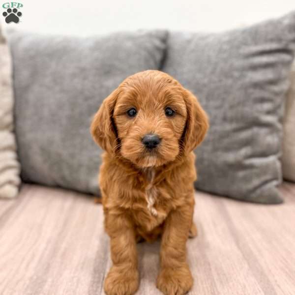 Ginger, Mini Goldendoodle Puppy