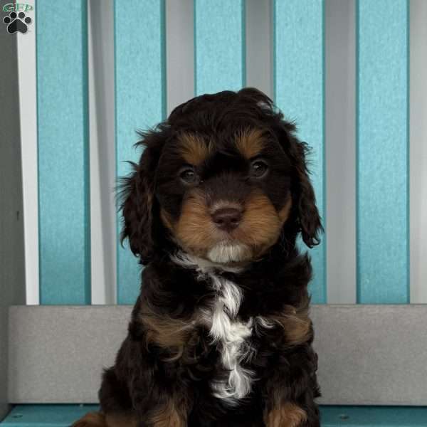 Conner, Cavapoo Puppy