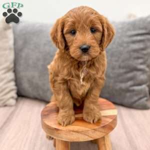 Ginger, Mini Goldendoodle Puppy