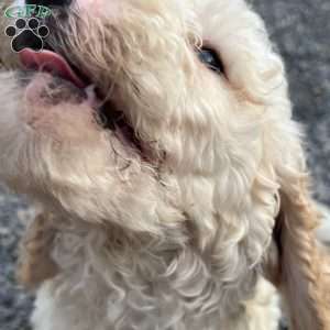 Blue, Goldendoodle Puppy