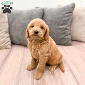 Willow, Mini Goldendoodle Puppy