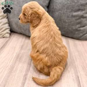 Willow, Mini Goldendoodle Puppy