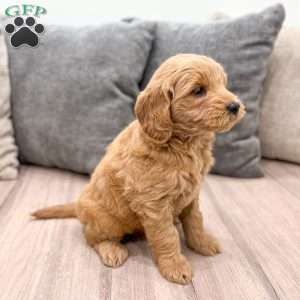 Willow, Mini Goldendoodle Puppy