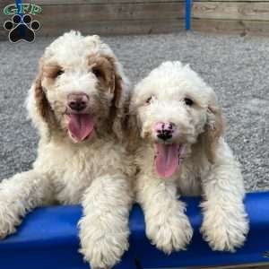 Blue, Goldendoodle Puppy