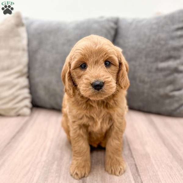 Willow, Mini Goldendoodle Puppy