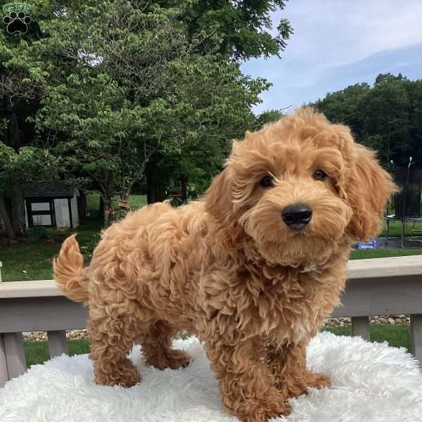 Freddy, Havapoo Puppy