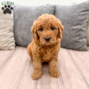 Hazel, Mini Goldendoodle Puppy